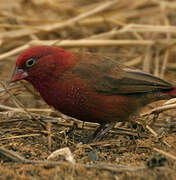 Red-billed Firefinch