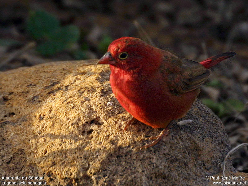 Red-billed Firefinch