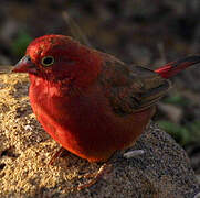 Red-billed Firefinch