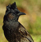 Red-vented Bulbul