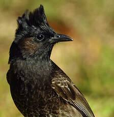 Bulbul à ventre rouge