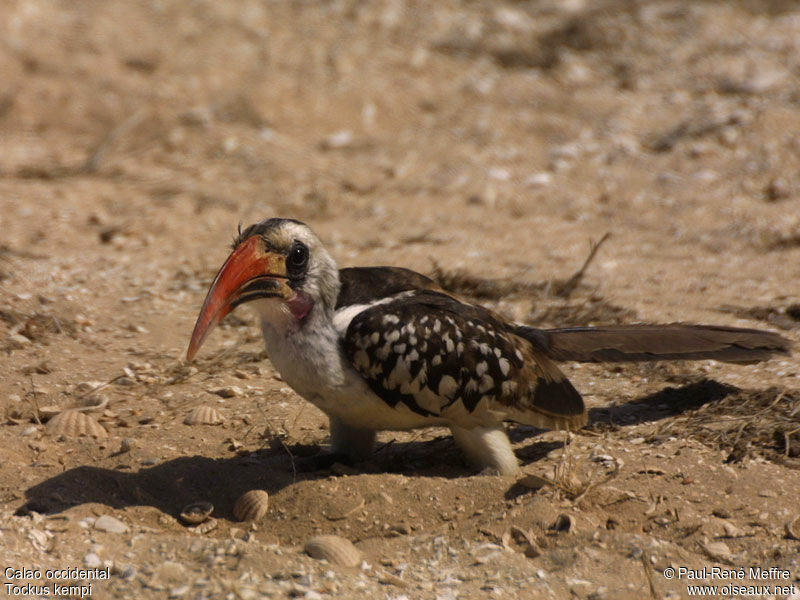 Western Red-billed Hornbill