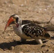 Western Red-billed Hornbill