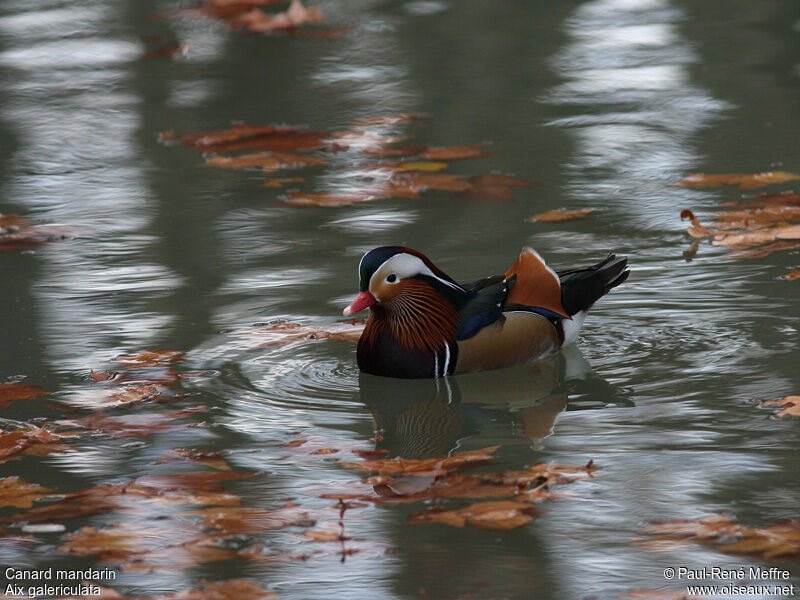 Canard mandarin