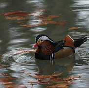 Mandarin Duck