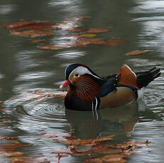 Canard mandarin