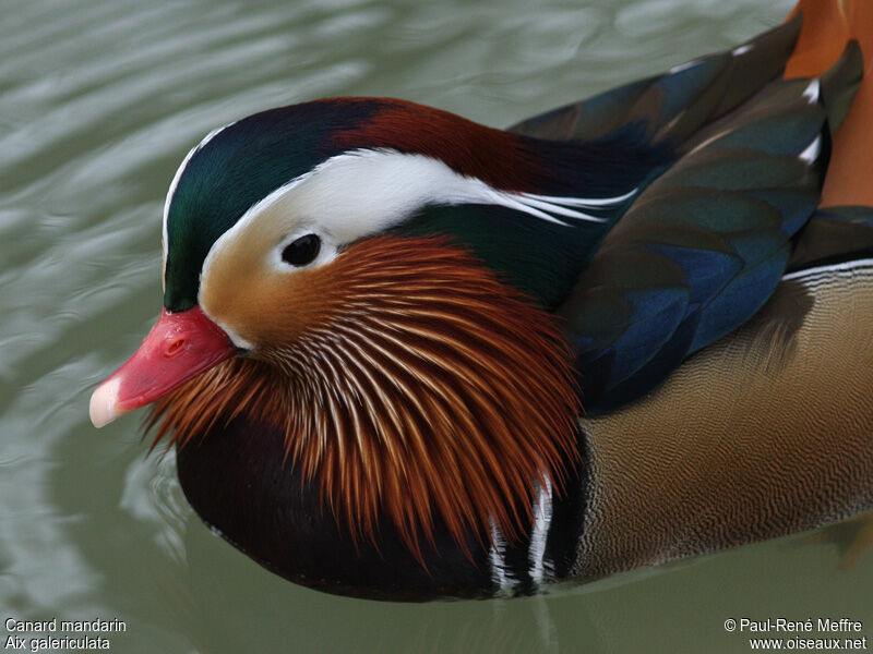 Canard mandarin