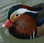 Canard mandarin