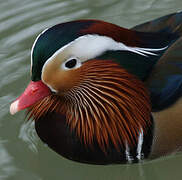 Mandarin Duck