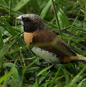 Chestnut-breasted Mannikin