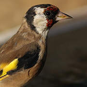 European Goldfinch