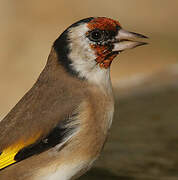 European Goldfinch