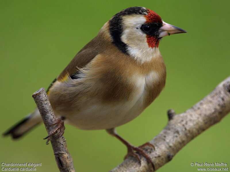 European Goldfinchadult