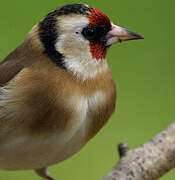 European Goldfinch