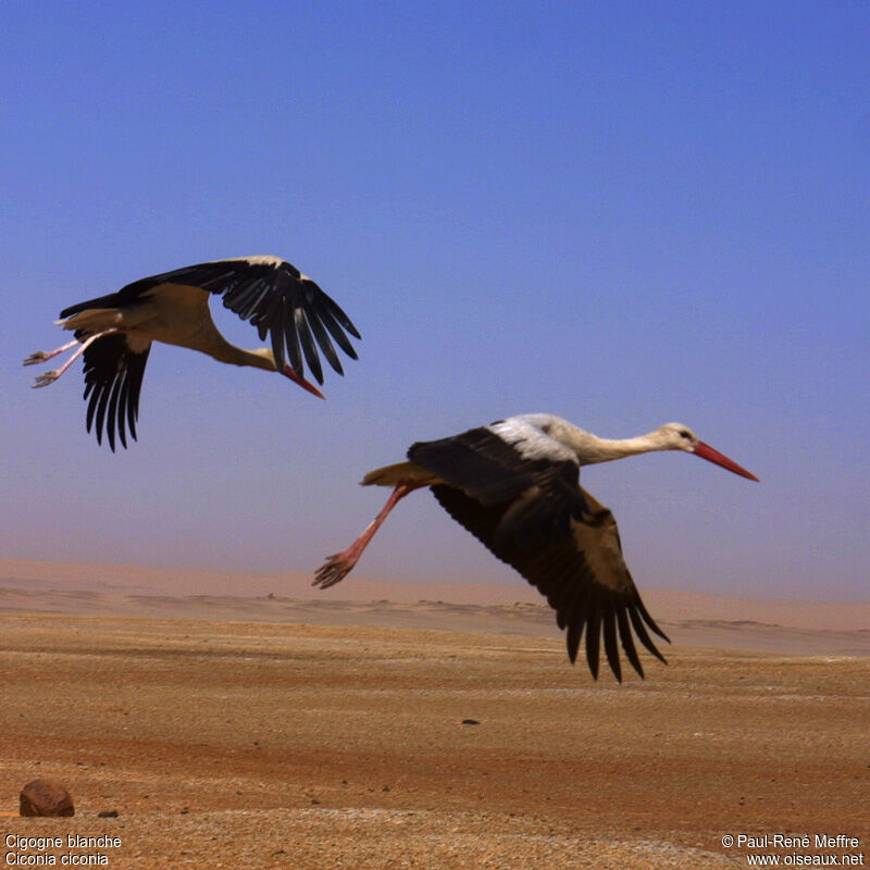 White Stork