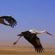 White Stork