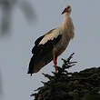 Cigogne blanche