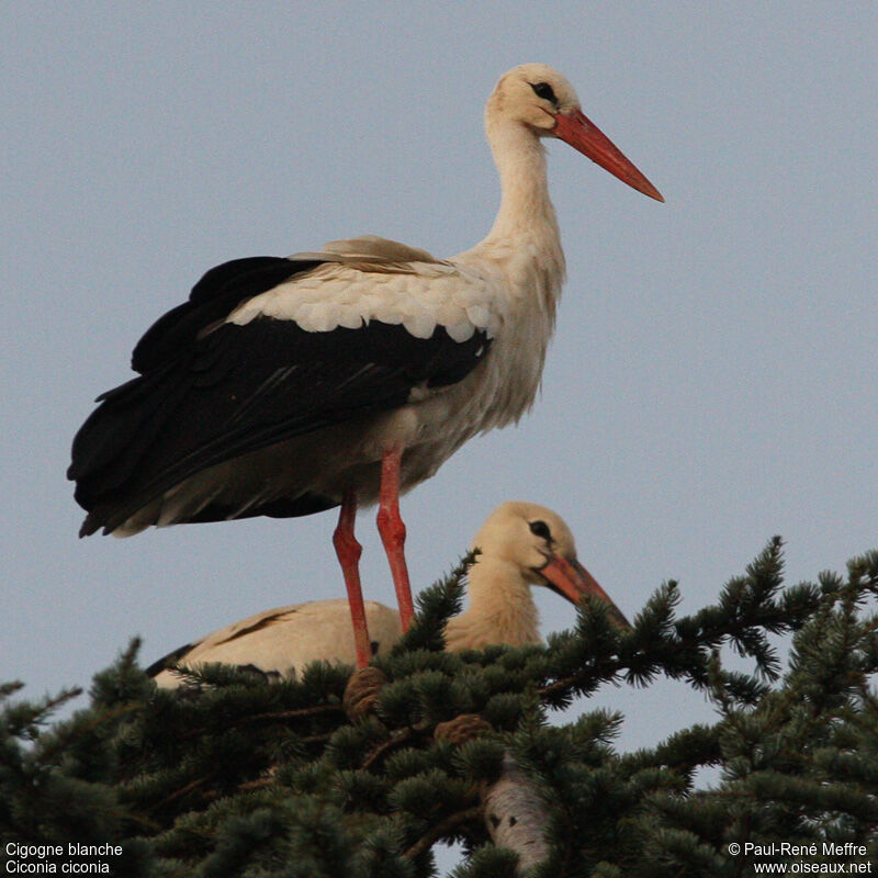 White Stork