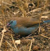 Red-cheeked Cordon-bleu