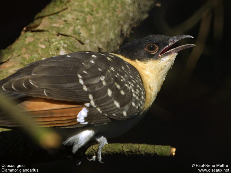 Great Spotted Cuckoojuvenile