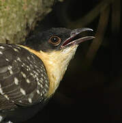 Great Spotted Cuckoo