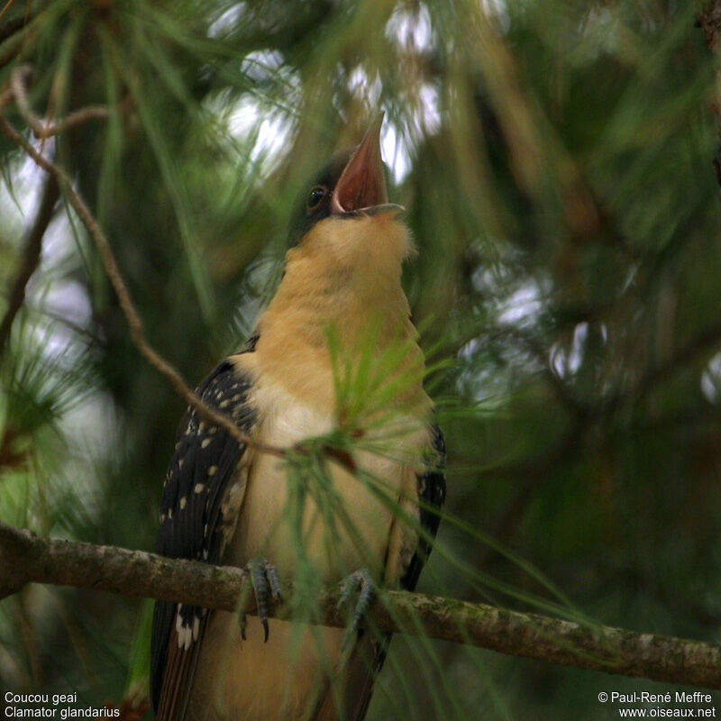 Great Spotted Cuckoojuvenile