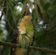 Great Spotted Cuckoo