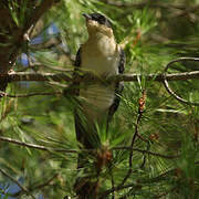 Great Spotted Cuckoo