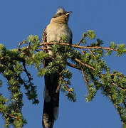 Great Spotted Cuckoo