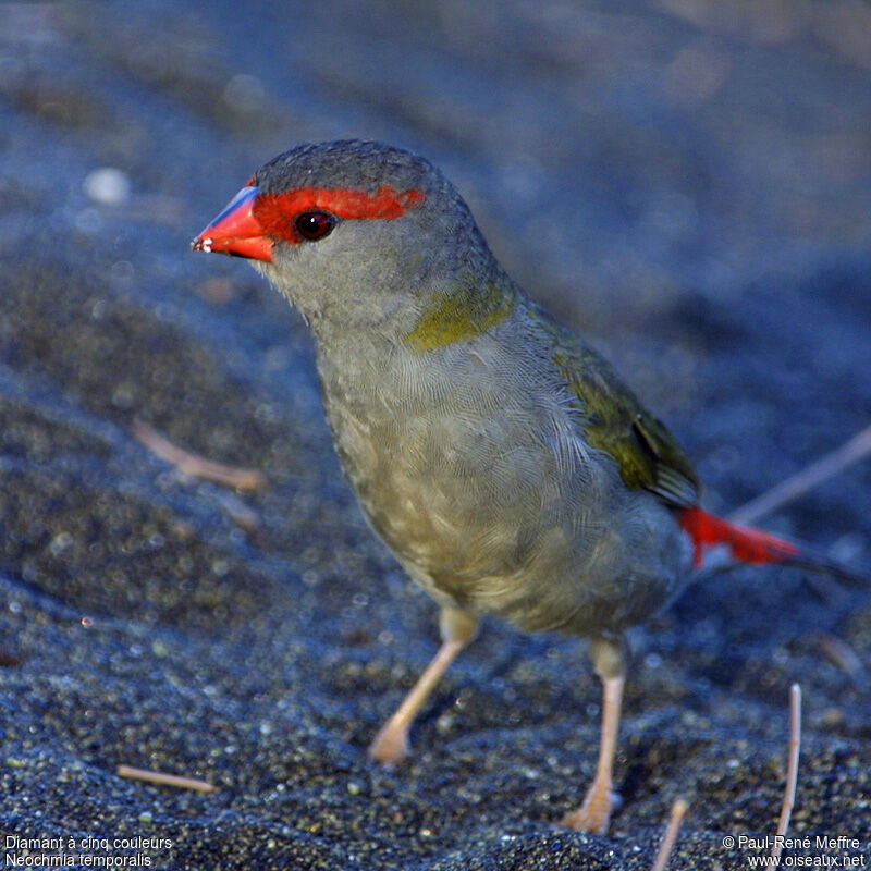 Red-browed Finch