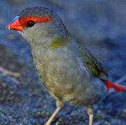 Red-browed Finch