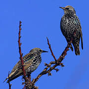 Common Starling