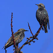 Common Starling