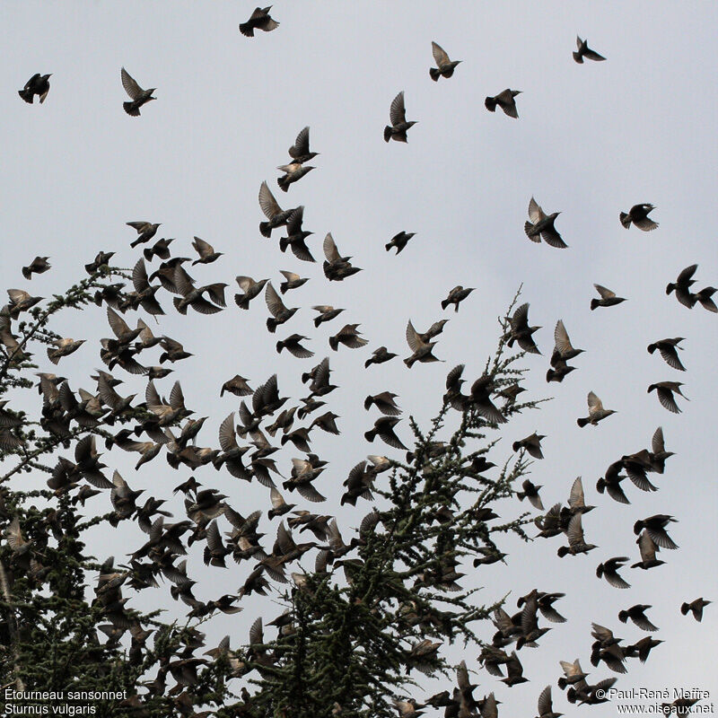 Common Starling