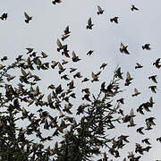 Common Starling