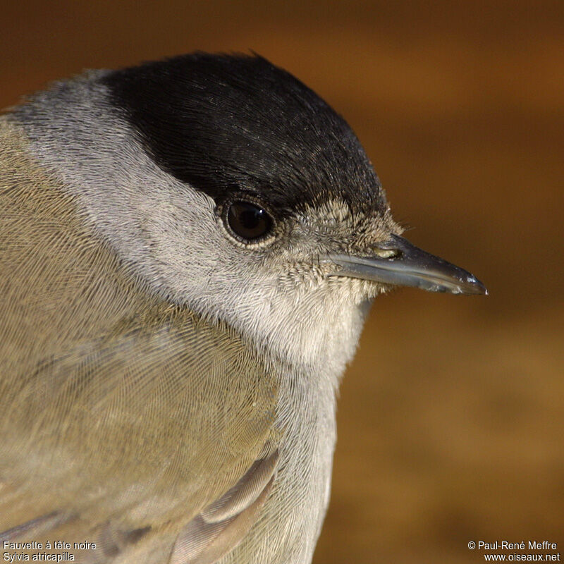 Eurasian Blackcap male adult