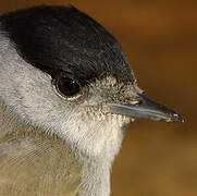 Eurasian Blackcap