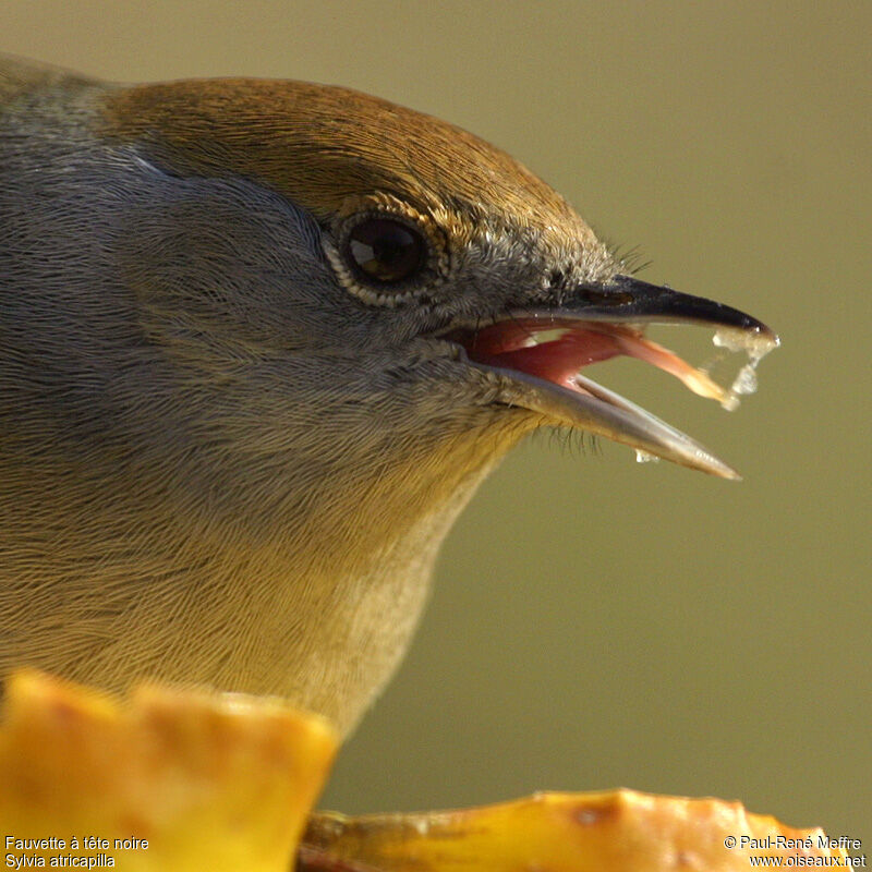 Eurasian Blackcap female adult