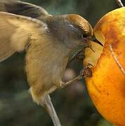 Eurasian Blackcap