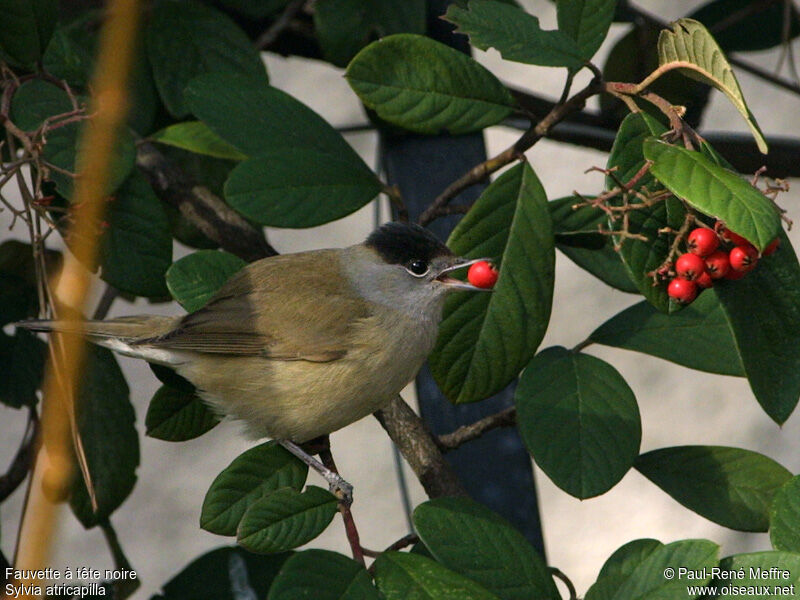 Eurasian Blackcap male adult