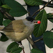 Eurasian Blackcap