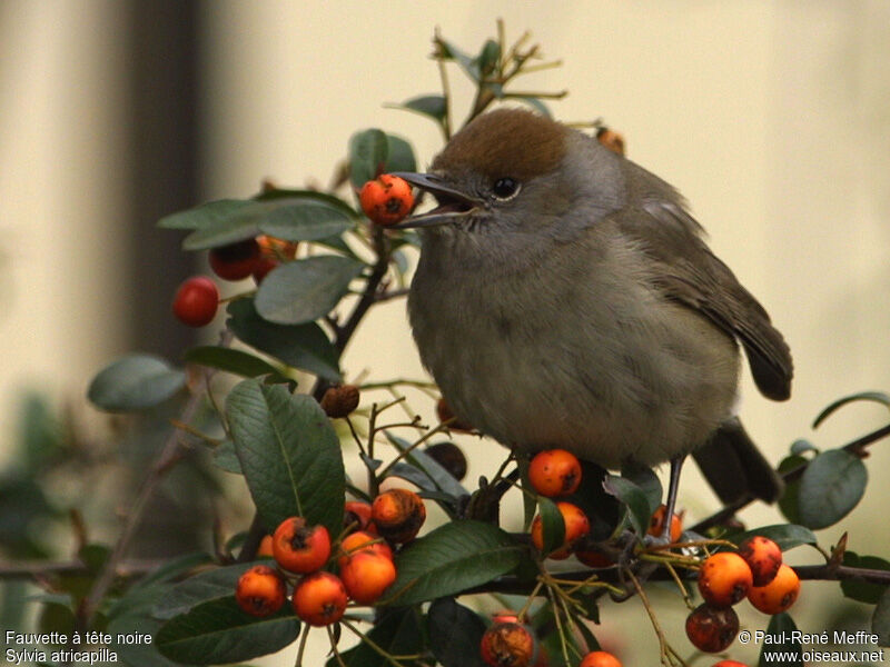 Eurasian Blackcap female adult