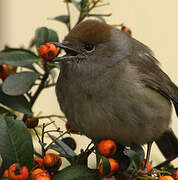 Eurasian Blackcap