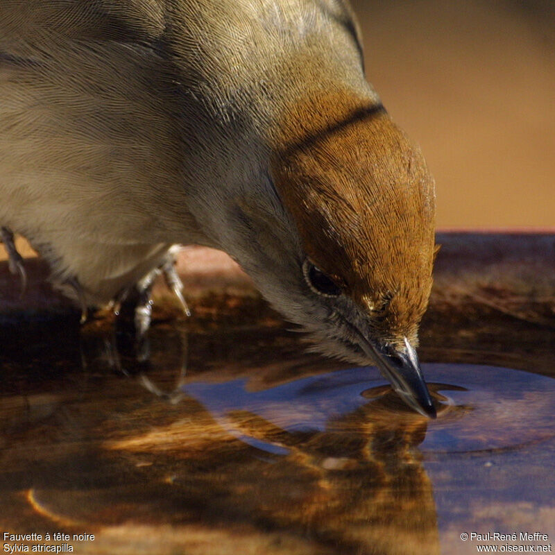 Eurasian Blackcap female adult