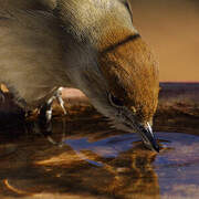 Eurasian Blackcap