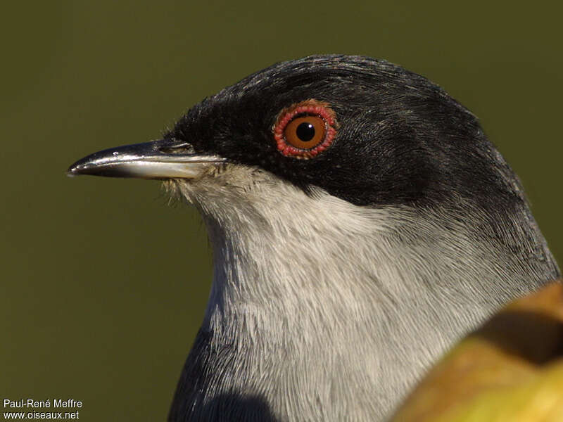 Sardinian Warbler male adult, close-up portrait