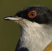 Sardinian Warbler