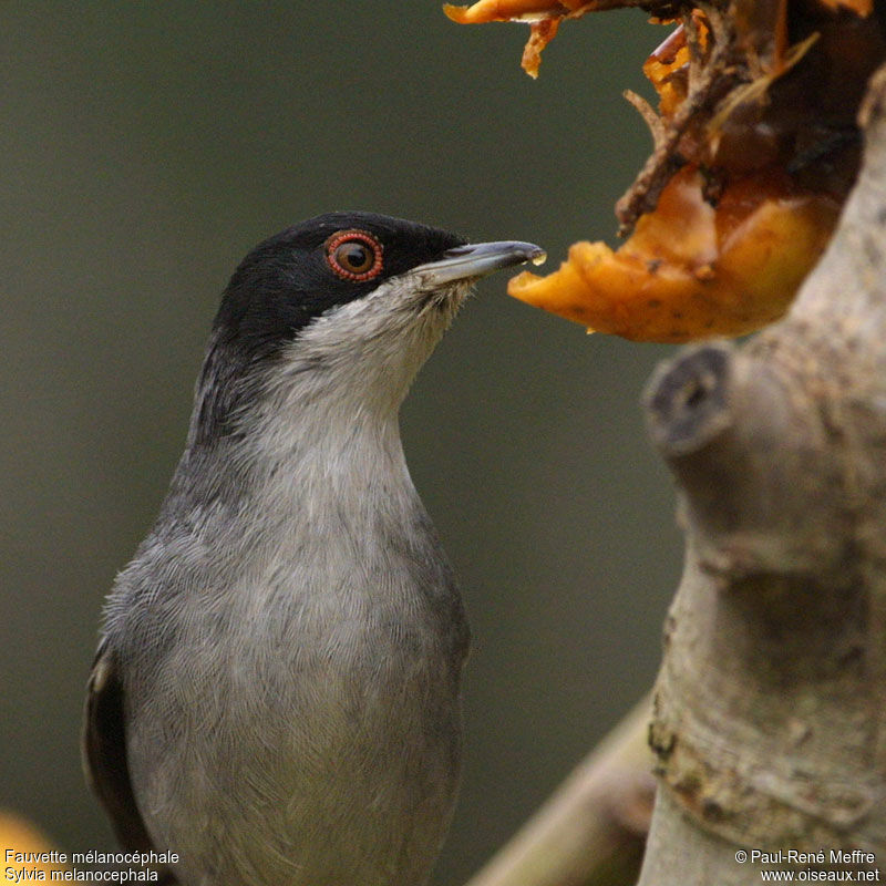 Sardinian Warbler male