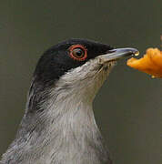 Sardinian Warbler