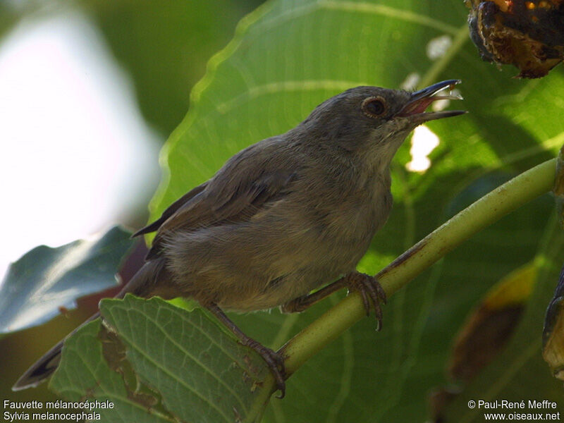 Sardinian Warbler female